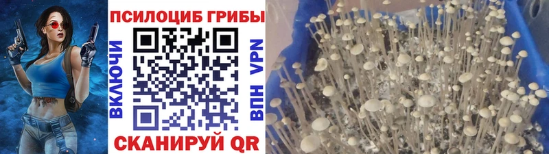 Галлюциногенные грибы Psilocybine cubensis  Дюртюли 